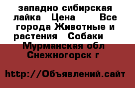 западно сибирская лайка › Цена ­ 0 - Все города Животные и растения » Собаки   . Мурманская обл.,Снежногорск г.